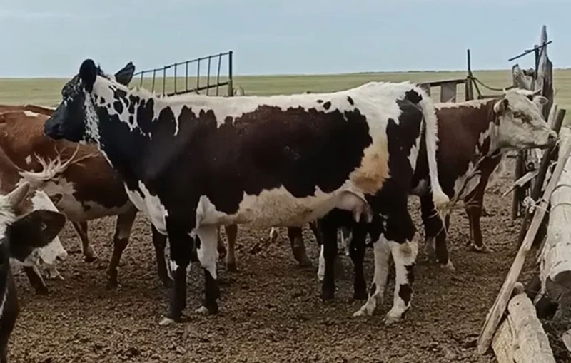 تاثیرمکمل های ویتامینی و معدنی بر بهبود تغذیه گاو های پرواری