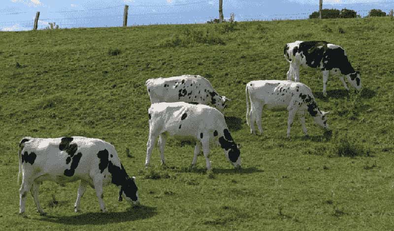 تآثیر مکمل های دامی دربهبود تولید شیر و گوشت دام