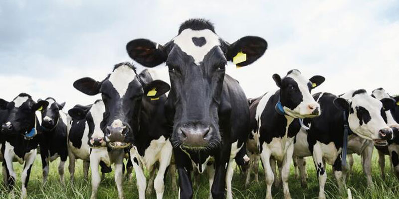 چالش‌های اساسی در انتخاب مکمل معدنی دامی