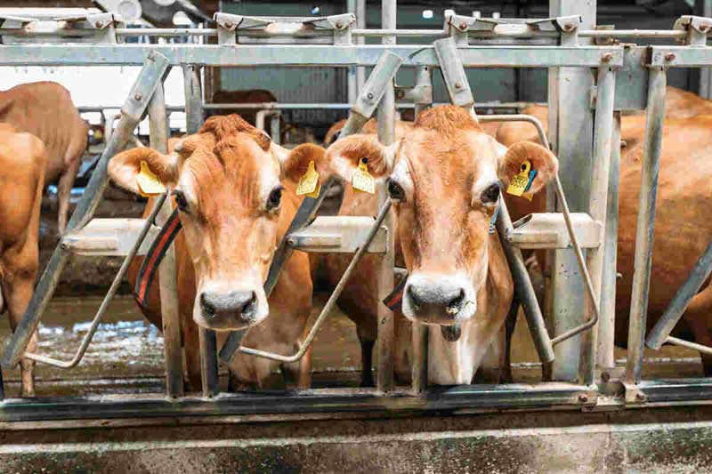 انواع مکمل‌های تقویتی