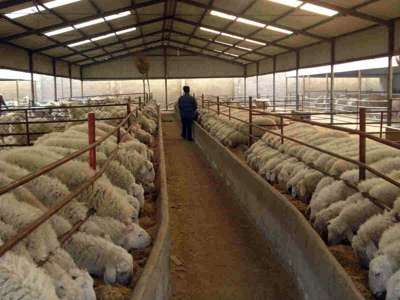 مکمل‌های دامی