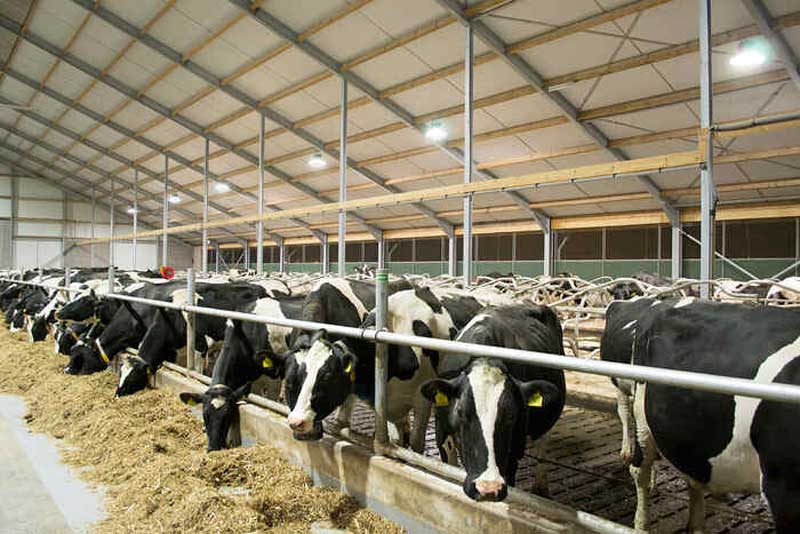 اهمیت مکمل‌های معدنی و ویتامین دامی