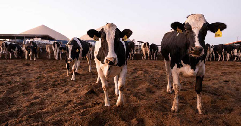 اهمیت تغذیه بهینه دام‌ها