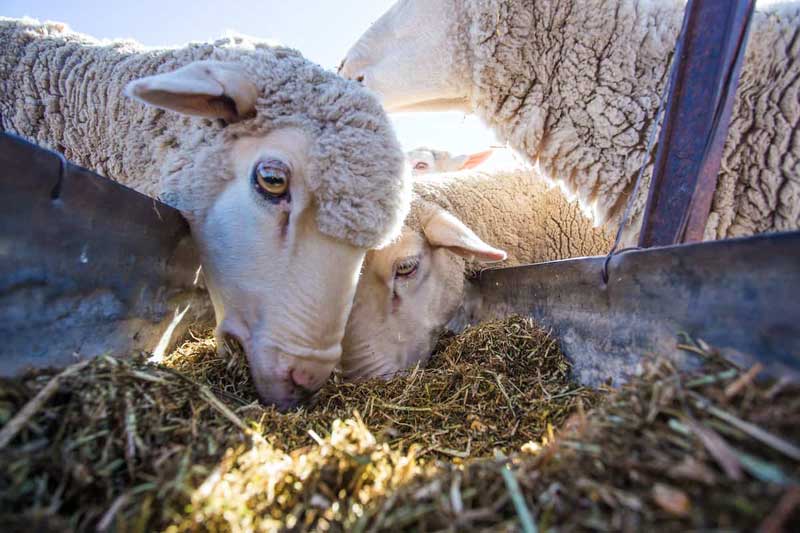 تقویت سیستم ایمنی با استفاده از مکمل‌های دامی