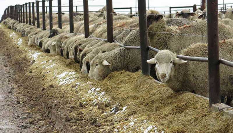 مکمل دامی ویتامینه