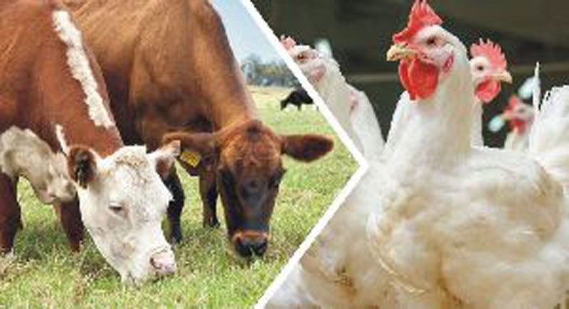 کنسانتره اسیدآمینه چربی