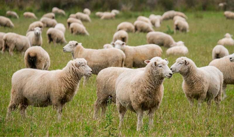 معرفی مکمل‌های دامی 	