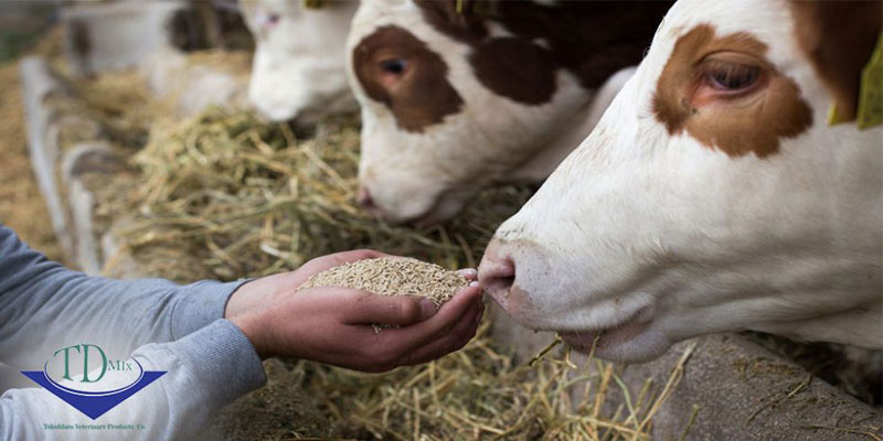 نکات مهم در تغذیه علوفه، مکمل و کنسانتره برای دام ها