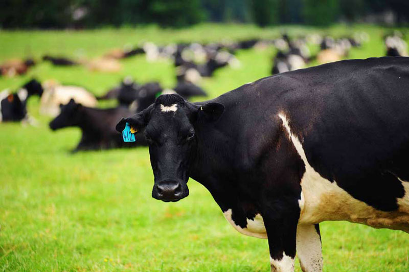 فوایدمکمل انتظار زایش در دام