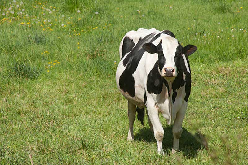 مکمل انتظار زایش در دام